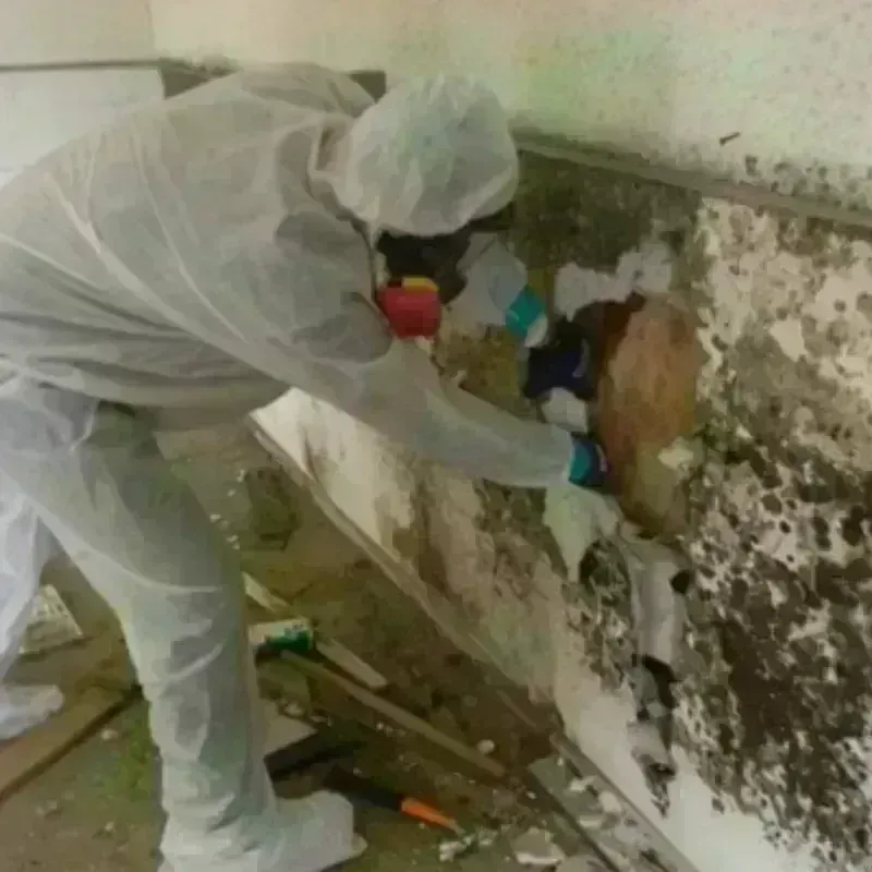 Mold Remediation and Removal in Rocky Point, NC